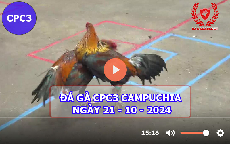 Video đá gà CPC3 ngày 21-10-2024