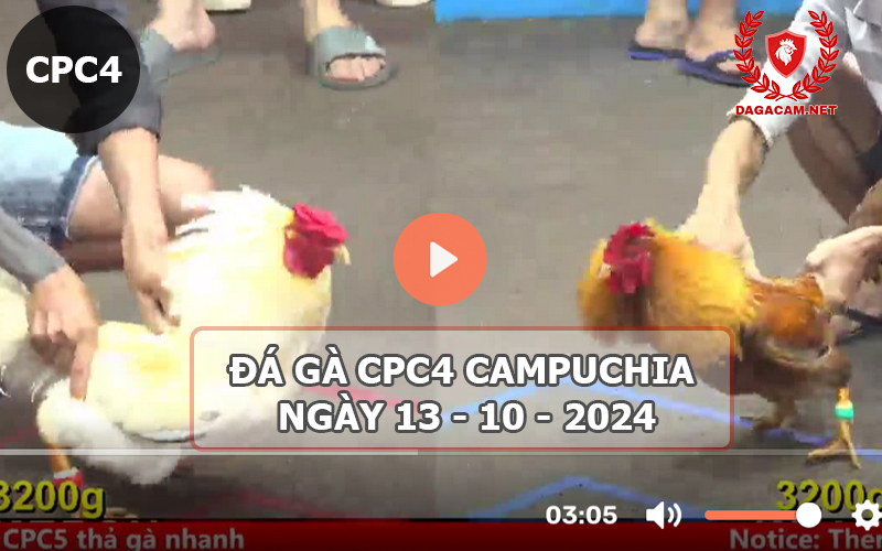 Video đá gà CPC4 ngày 13-10-2024