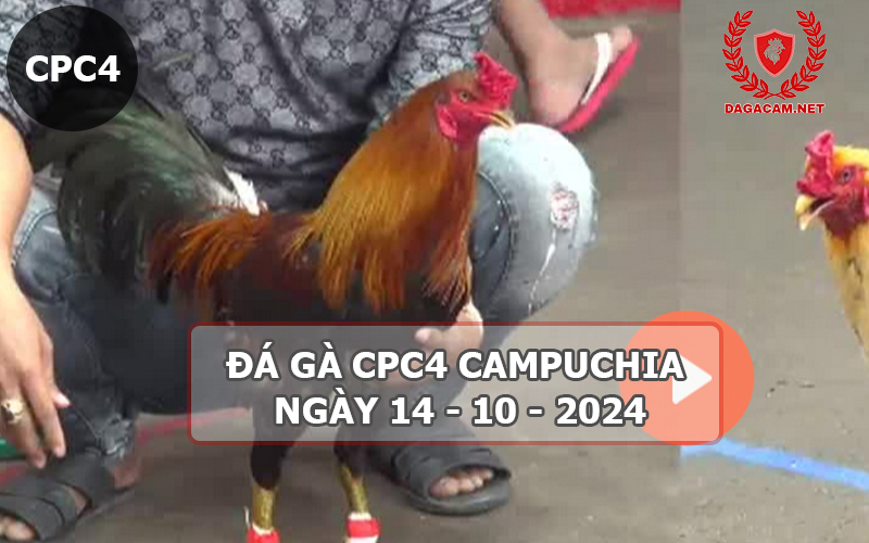 Video đá gà CPC4 ngày 14-10-2024