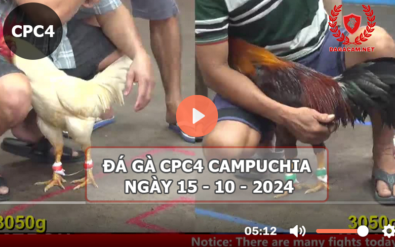 Video đá gà CPC4 ngày 15-10-2024