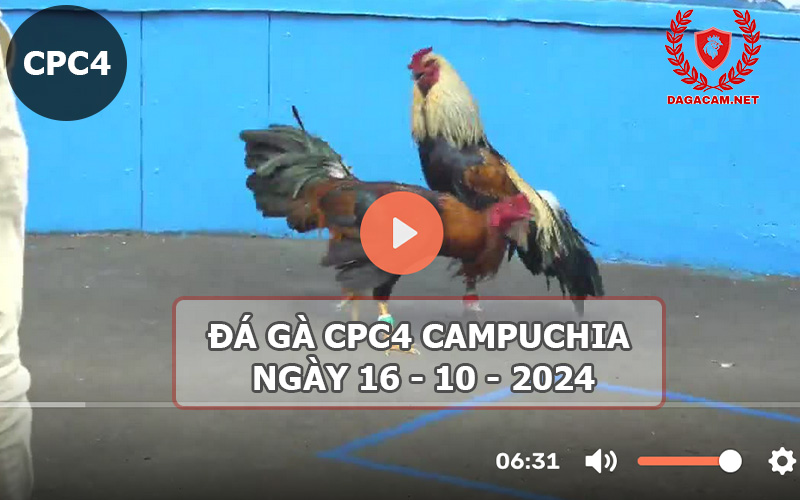 Video đá gà CPC4 ngày 16-10-2024