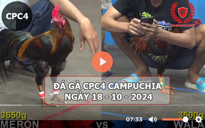 Video đá gà CPC4 ngày 18-10-2024