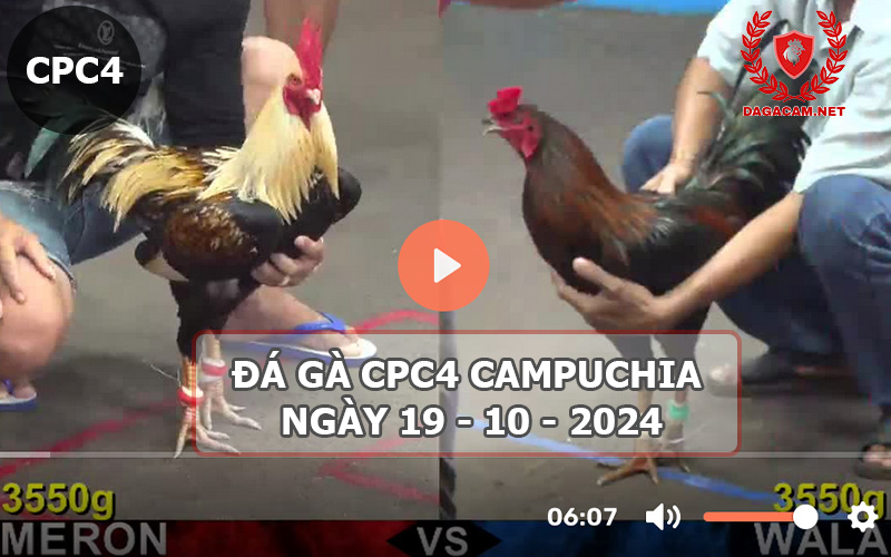 Video đá gà CPC4 ngày 19-10-2024