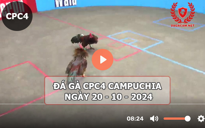 Video đá gà CPC4 ngày 20-10-2024