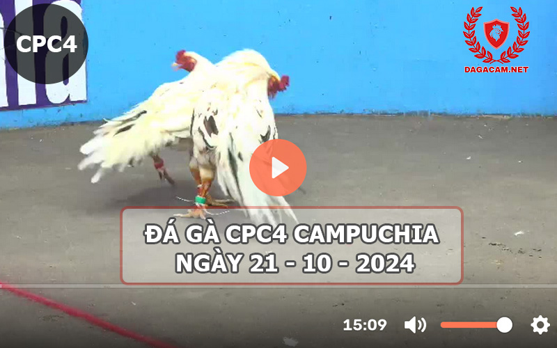 Video đá gà CPC4 ngày 21-10-2024