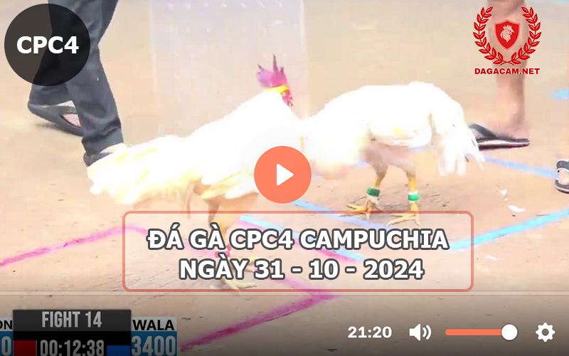 Video đá gà CPC4 ngày 31-10-2024