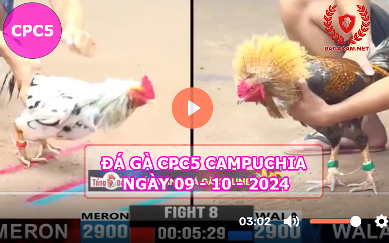 Video đá gà CPC5 ngày 09-10-2024