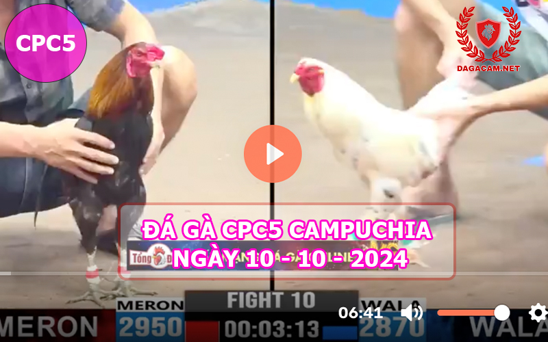 Video đá gà CPC5 ngày 10-10-2024