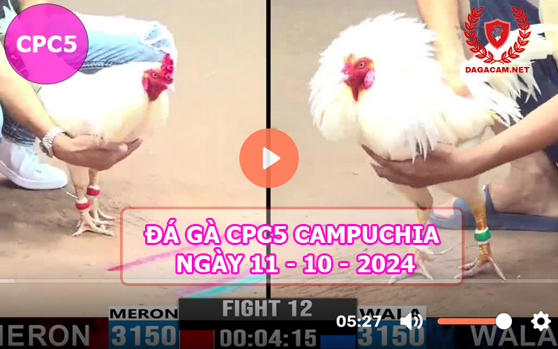 Video đá gà CPC5 ngày 11-10-2024