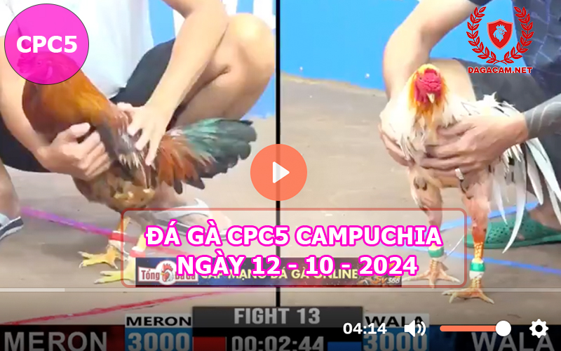 Video đá gà CPC5 ngày 12-10-2024