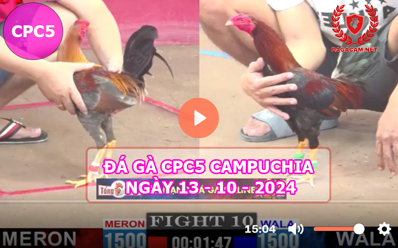 Video đá gà CPC5 ngày 13-10-2024