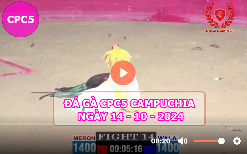 Video đá gà CPC5 ngày 14-10-2024