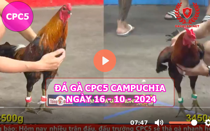 Video đá gà CPC5 ngày 16-10-2024