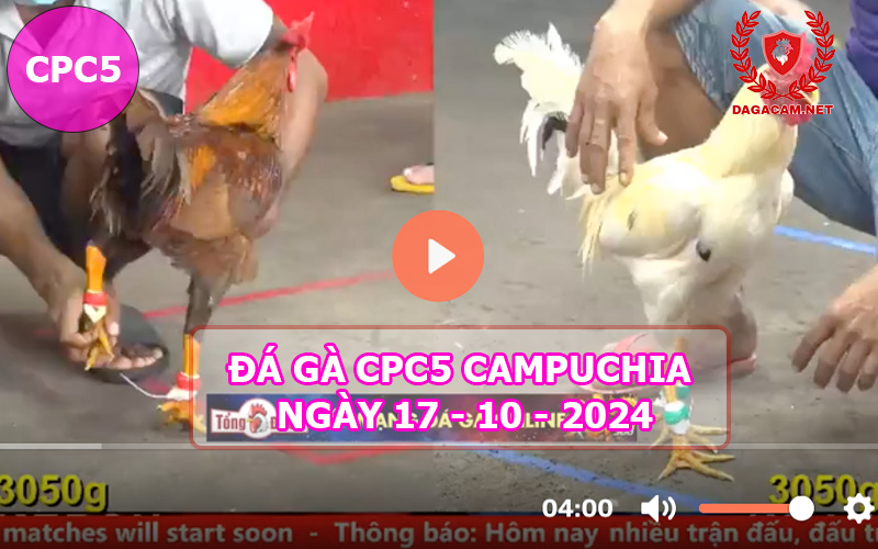 Video đá gà CPC5 ngày 17-10-2024