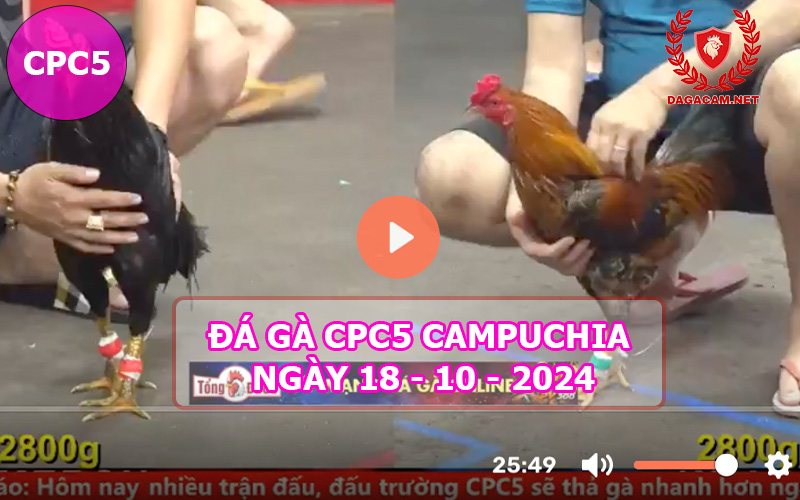 Video đá gà CPC5 ngày 18-10-2024