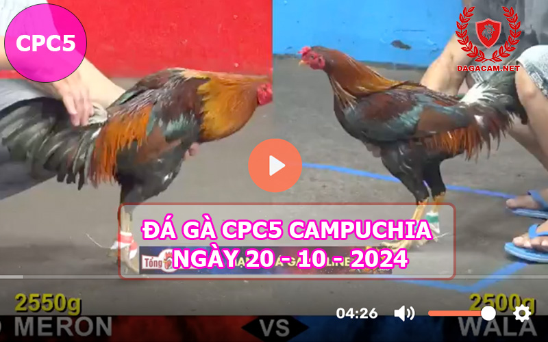 Video đá gà CPC5 ngày 20-10-2024