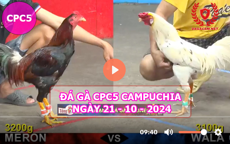 Video đá gà CPC5 ngày 21-10-2024