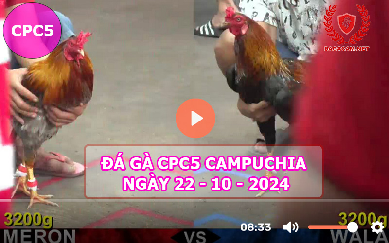 Video đá gà CPC5 ngày 22-10-2024