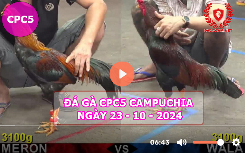 Video đá gà CPC5 ngày 23-10-2024