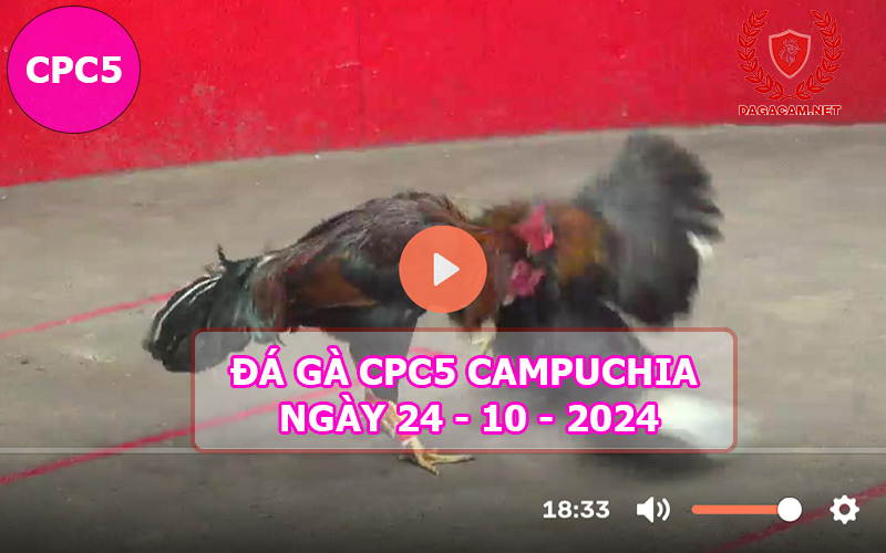 Video đá gà CPC5 ngày 24-10-2024