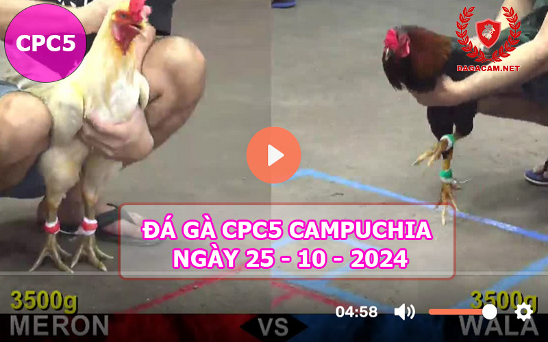 Video đá gà CPC5 ngày 25-10-2024