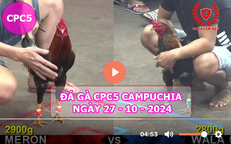 Video đá gà CPC5 ngày 27-10-2024