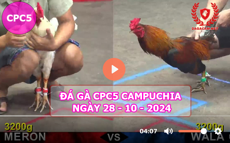 Video đá gà CPC5 ngày 28-10-2024