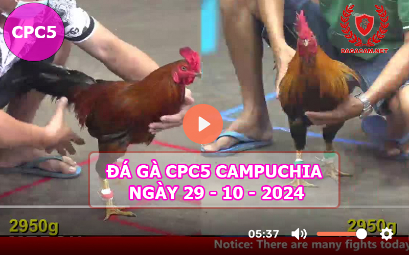 Video đá gà CPC5 ngày 29-10-2024