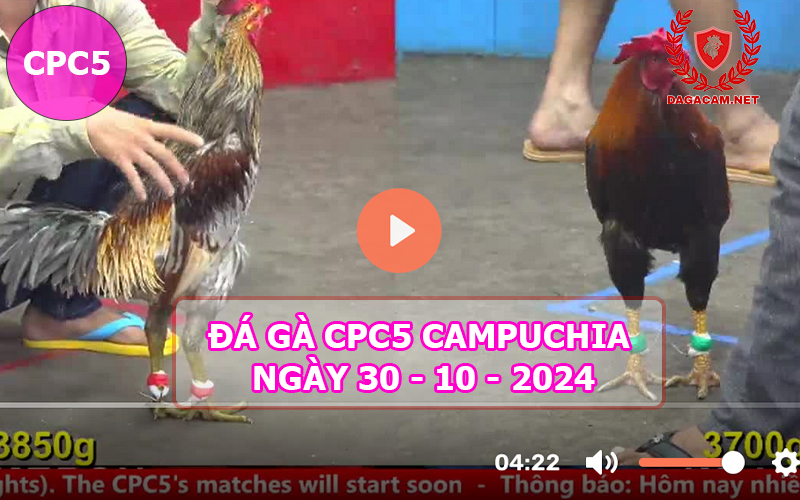 Video đá gà CPC5 ngày 30-10-2024