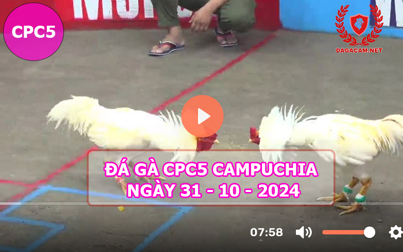 Video đá gà CPC5 ngày 31-10-2024