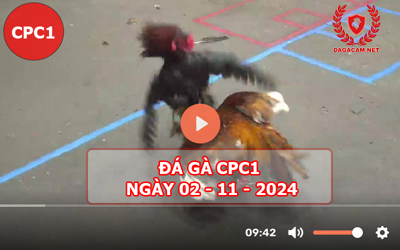 Đá gà CPC1 ngày 02-11-2024