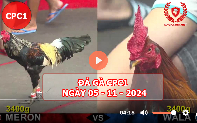 Đá gà CPC1 ngày 05-11-2024