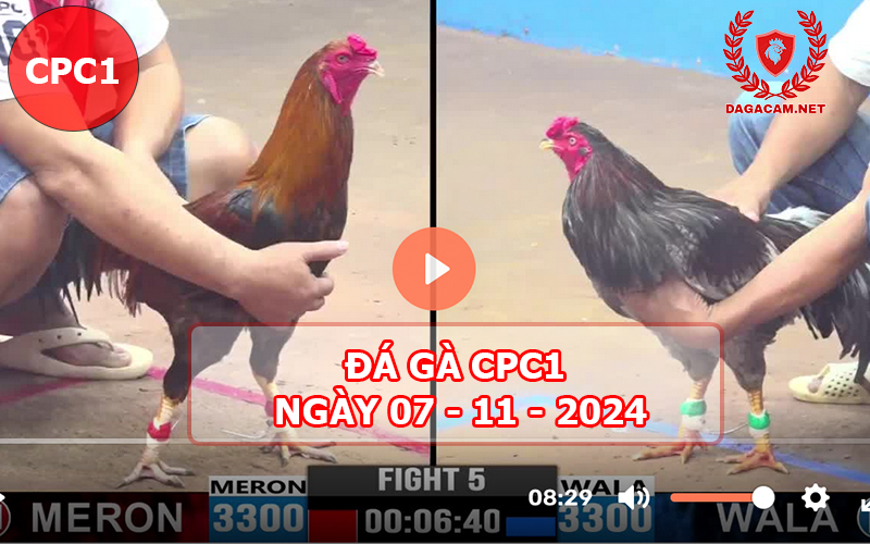 Đá gà CPC1 ngày 07-11-2024