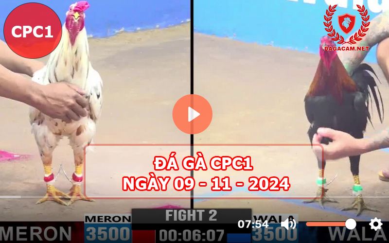 Đá gà CPC1 ngày 09-11-2024