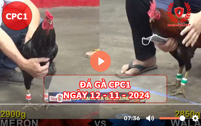 Đá gà CPC1 ngày 12-11-2024