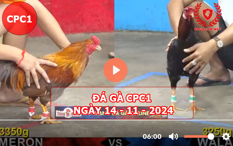 Đá gà CPC1 ngày 14-11-2024