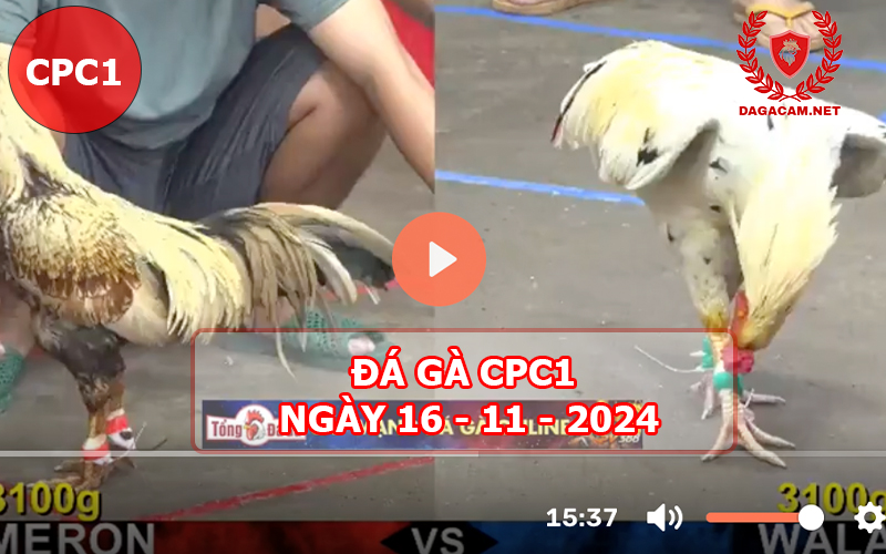 Đá gà CPC1 ngày 16-11-2024