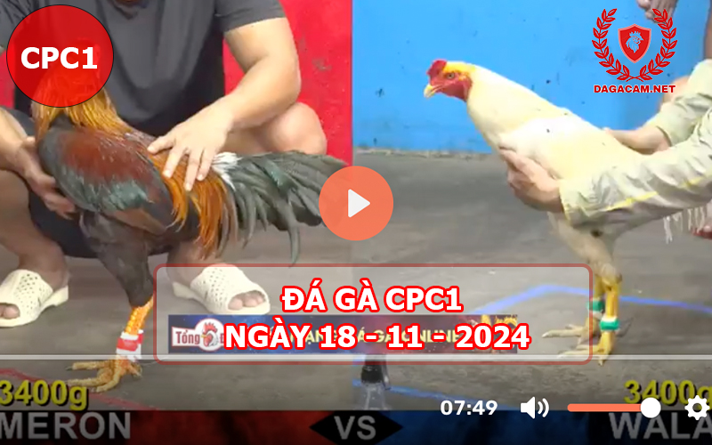 Đá gà CPC1 ngày 18-11-2024