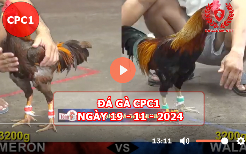 Đá gà CPC1 ngày 19-11-2024