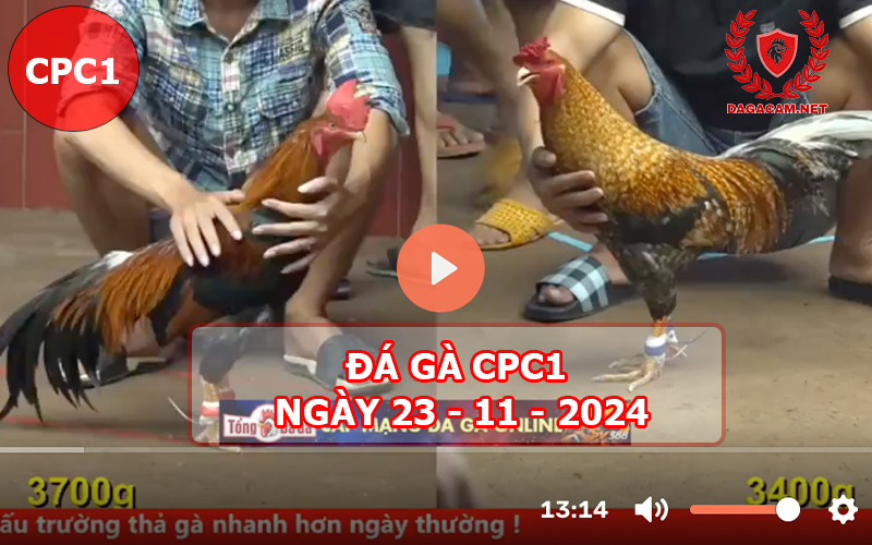 Đá gà CPC1 ngày 23-11-2024