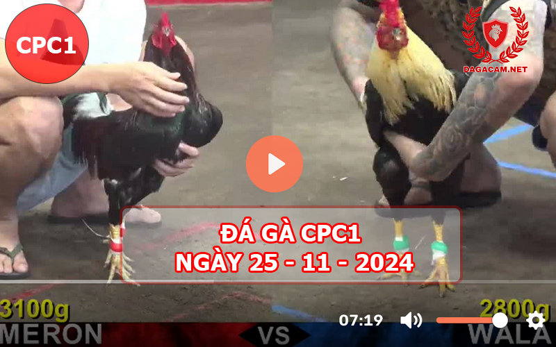 Đá gà CPC1 ngày 25-11-2024