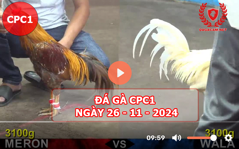 Đá gà CPC1 ngày 26-11-2024