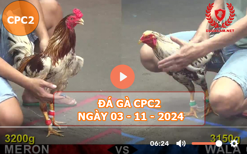 Đá gà CPC2 ngày 03-11-2024