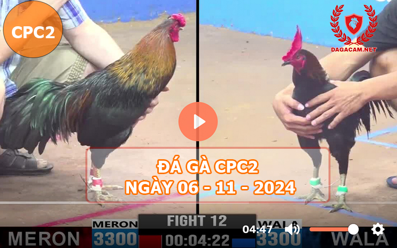 Đá gà CPC2 ngày 06-11-2024