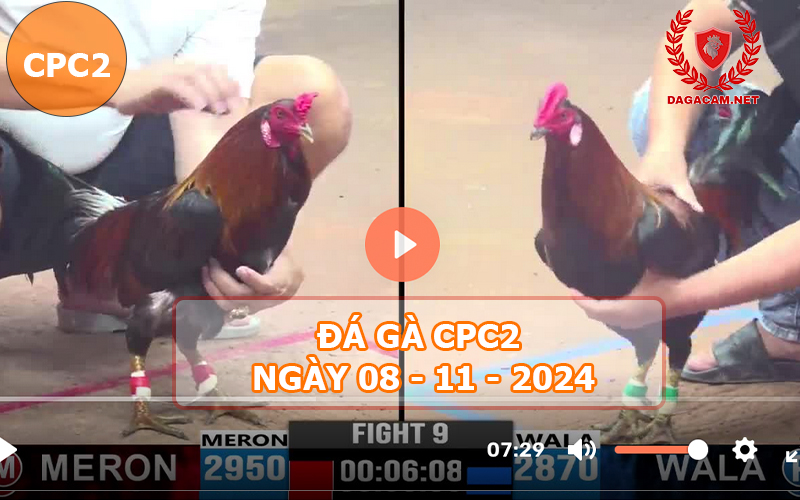 Đá gà CPC2 ngày 08-11-2024