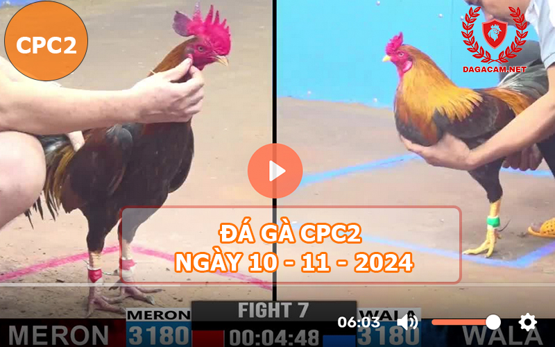 Đá gà CPC2 ngày 10-11-2024