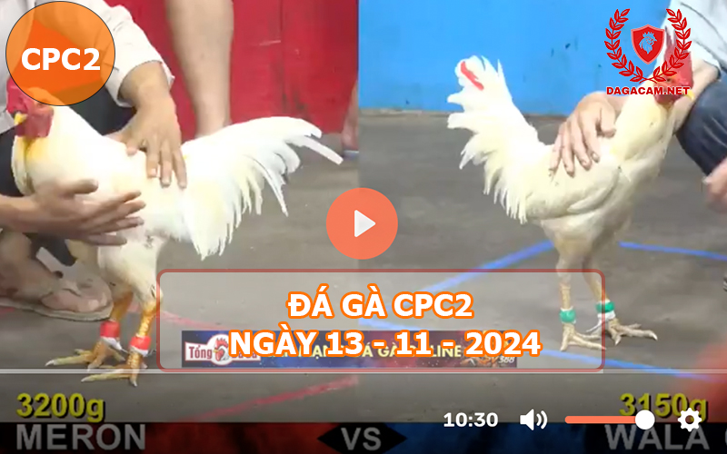 Đá gà CPC2 ngày 13-11-2024