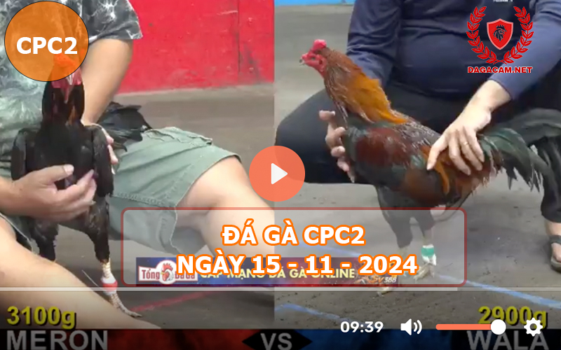 Đá gà CPC2 ngày 15-11-2024