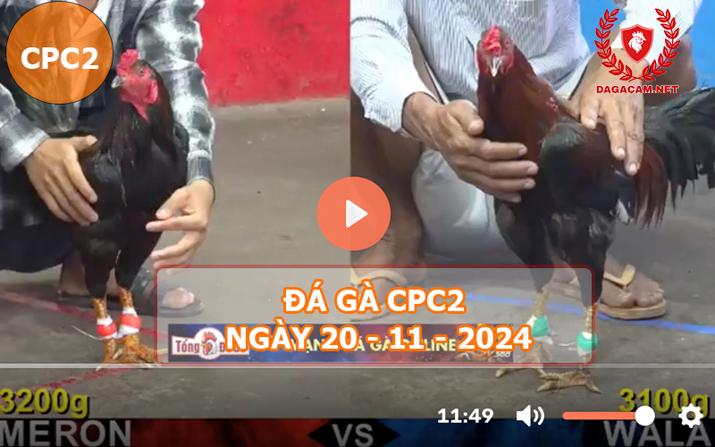 Đá gà CPC2 ngày 20-11-2024