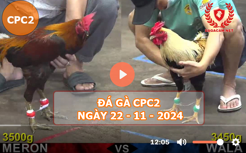 Đá gà CPC2 ngày 22-11-2024